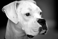 rockybwweb